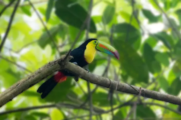 Tukan im Regenwald von Panama
